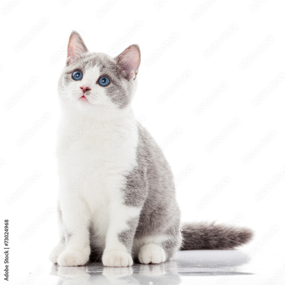 British shorthair cat on a white background.
