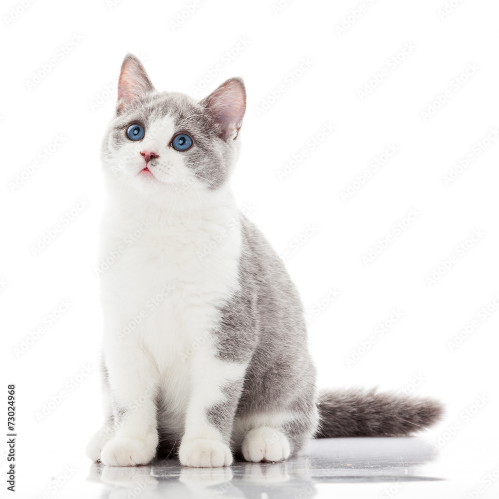 Fototapeta premium British shorthair cat on a white background.