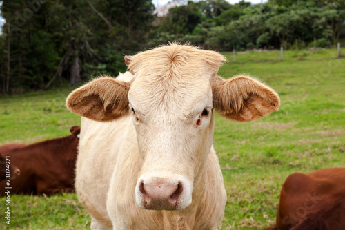 Queensland cattle ranch © 孤飞的鹤