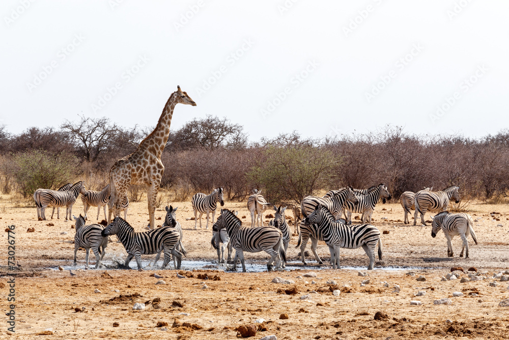 Fototapeta premium Giraffa camelopardalis and zebras drinking on waterhole