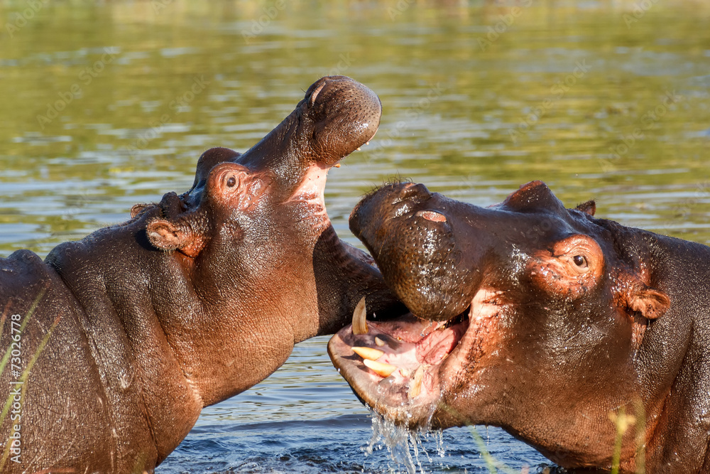 Two fighting young male hippopotamus Hippopotamus Two fighting young male hippopotamus Hippopotamus