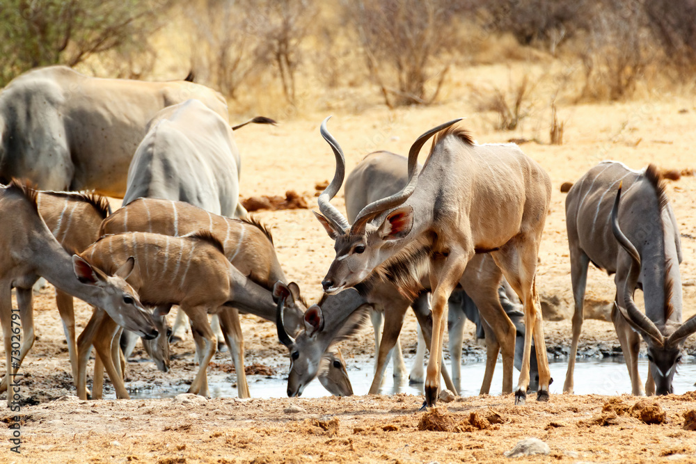 herd of Kudu drinking from waterhole herd of Kudu drinking from waterhole