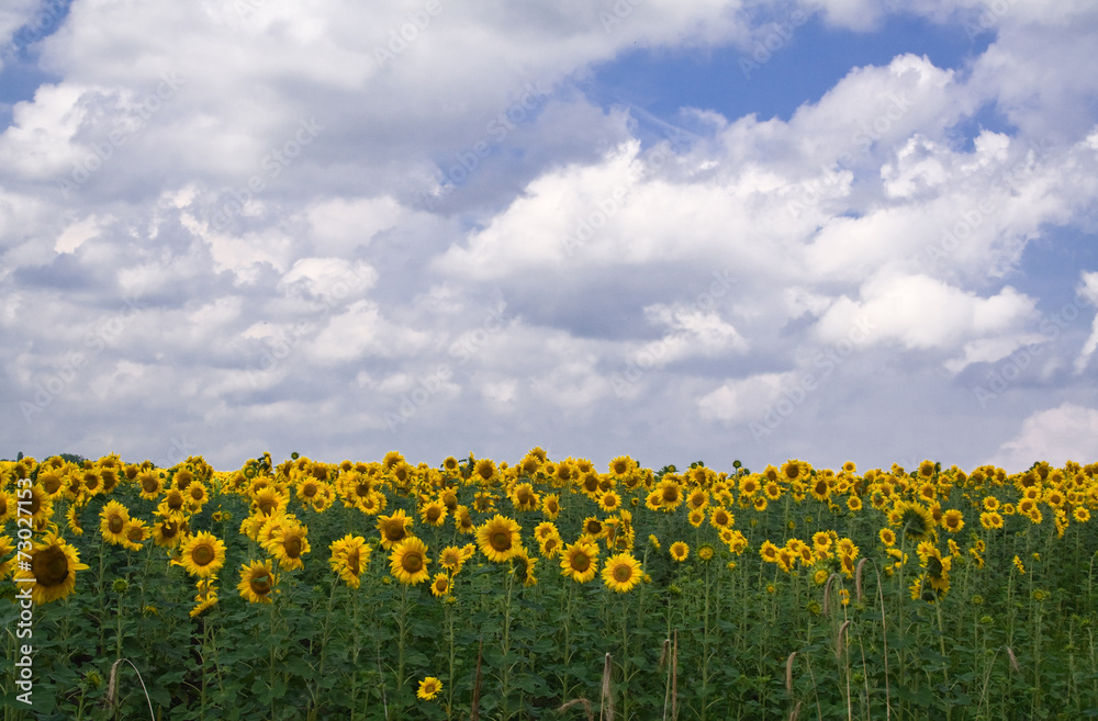 Obraz premium field of sunflowers
