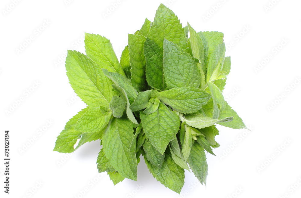 Bunch of fresh green mint on white background Bunch of fresh green mint on white background