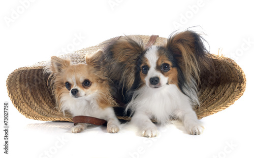 young papillon and chihuahua © cynoclub
