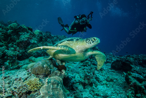 Diver and green sea turtle in Derawan, Kalimantan underwater