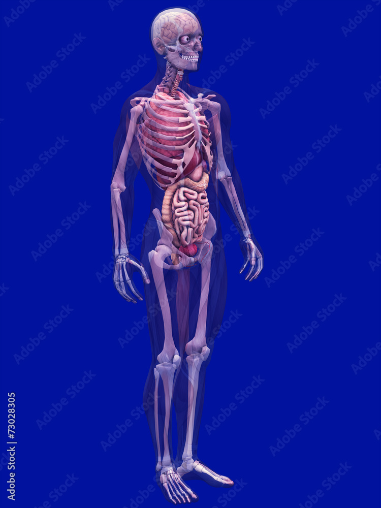 Skeleton X-Ray with Muscles and Internal Organs