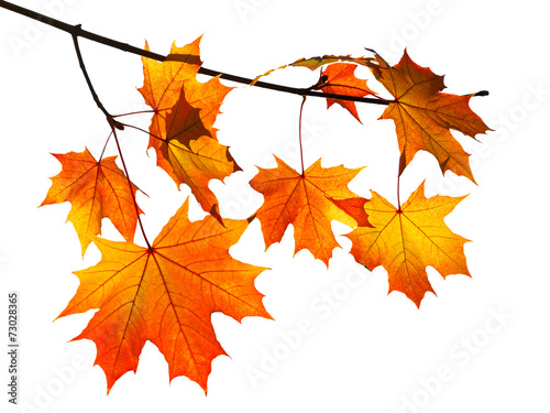 Canvastavla orange autumn maple leaves isolated on white