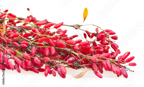 red berberis branch with ripe fruits photo