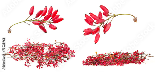 Valokuva set of red berberis shoot with ripe fruits