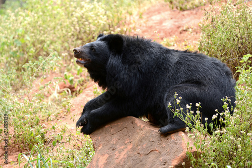 Asiatic black bear full body
