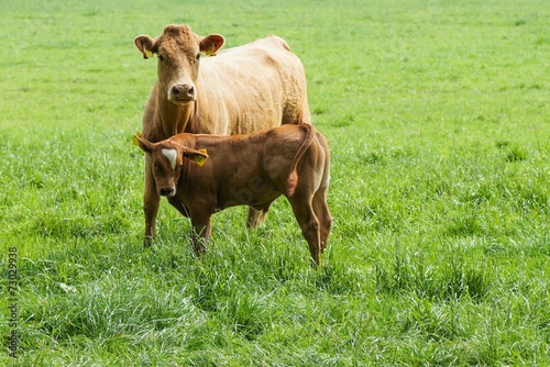 Kuh mit Kalb auf einer grünen Weide