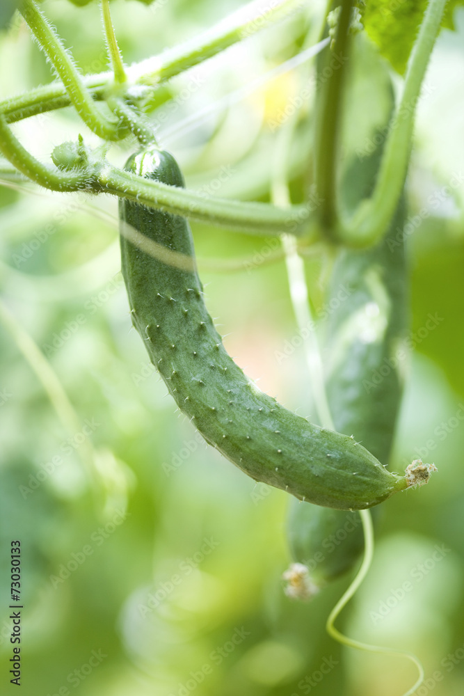 Naklejka premium 実ったキュウリ