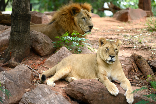 Male and Female Lion resting