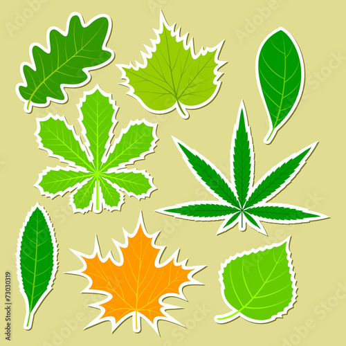 Leaves of different plants