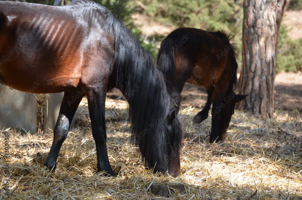 wild sardinian horses at porto conte, alghero, sardinia, italy wild sardinian horses at porto conte, alghero, sardinia, italy