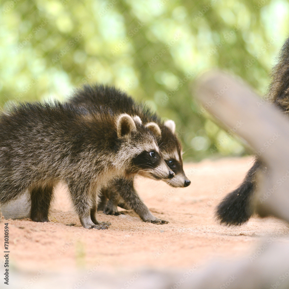 Two Raccoon baby fallow mom Two Raccoon baby fallow mom