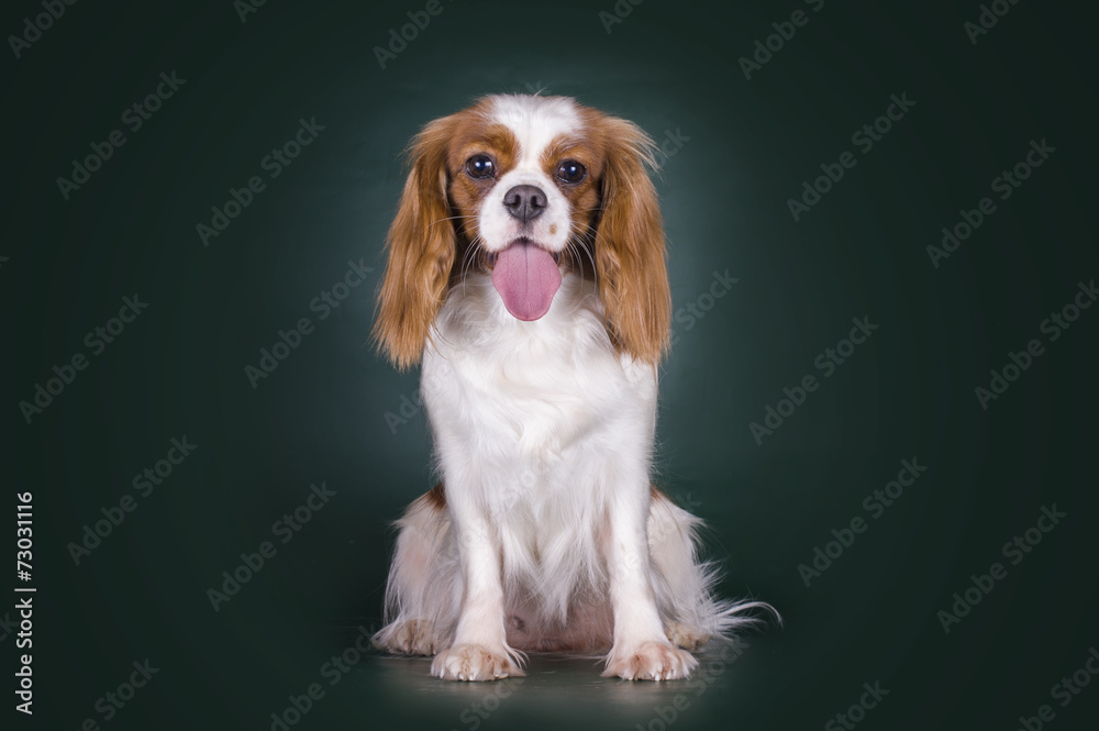 Puppy Cavalier King Charles Spaniel on a green isolated backgrou