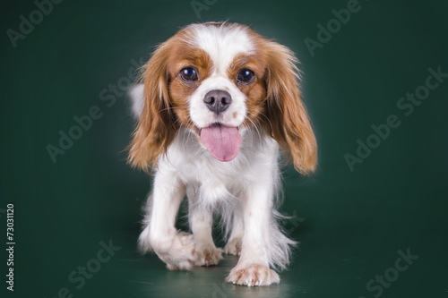 Puppy Cavalier King Charles Spaniel on a green isolated backgrou