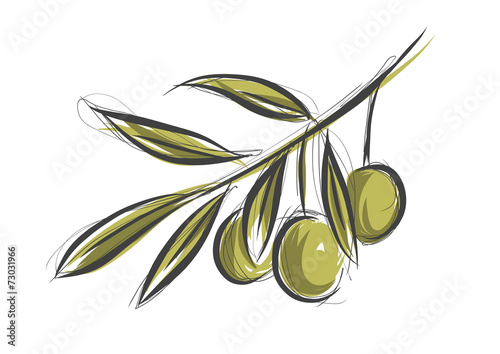 Vector sketch of olive tree branch