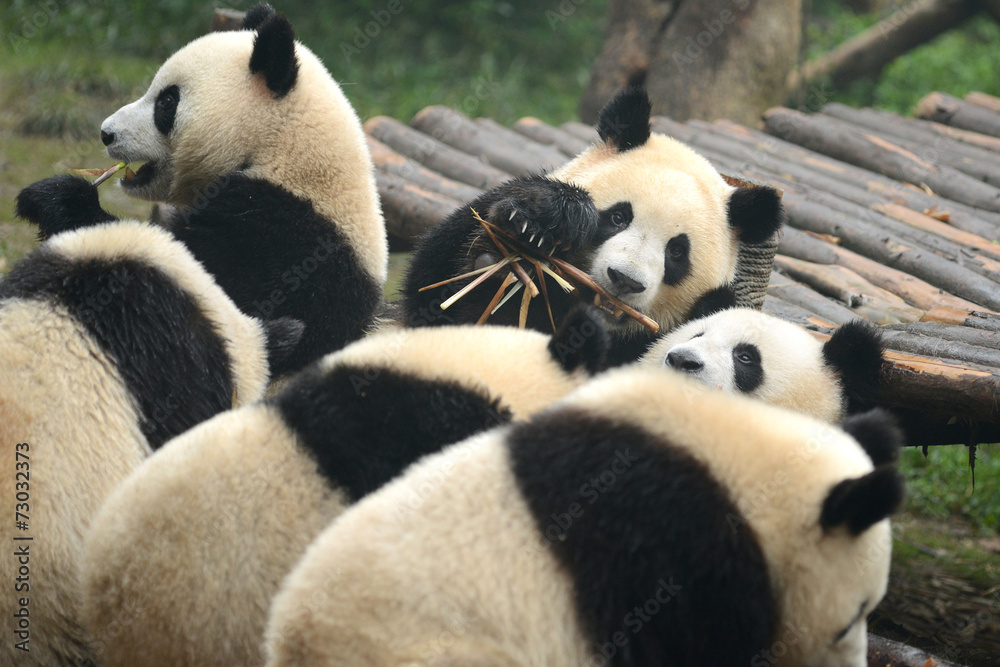 Group of cute giant panda bear eating bamboo Chengdu, China Group of cute giant panda bear eating bamboo Chengdu, China