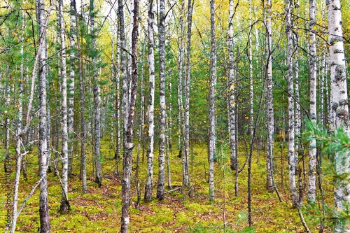 Autumn forest with yellow birches and dry herb