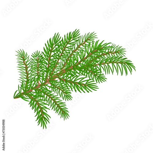 Spruce branch Christmas tree vector illustration