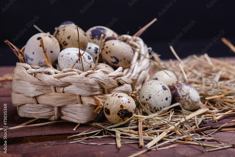 Obraz premium quail eggs
