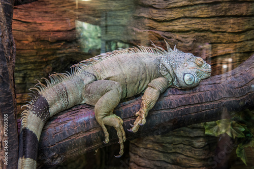 Iguana iguana lizard commonlu knowsn as green or common iguana