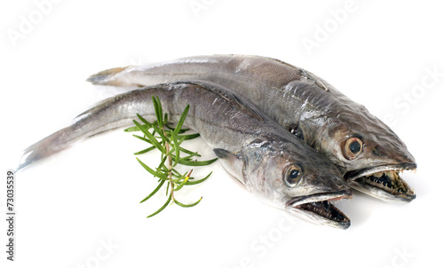 European hake