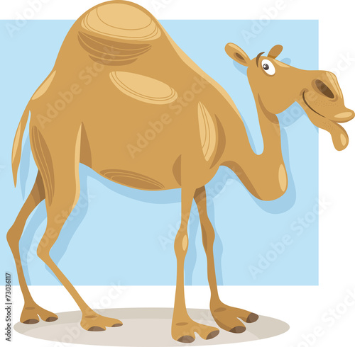 dromedary camel cartoon illustration