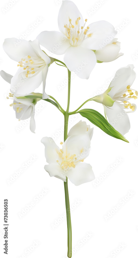 illustration with white isolated jasmine branch