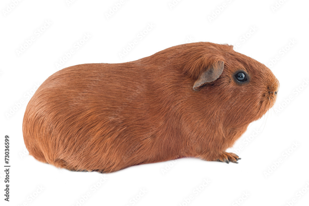 Fototapeta premium Young red guinea pig - pure breed pet