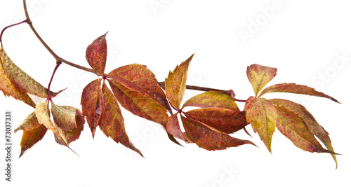 autumn leaves of vine