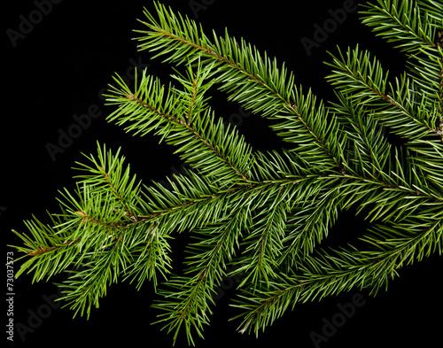 branch of fir-tree