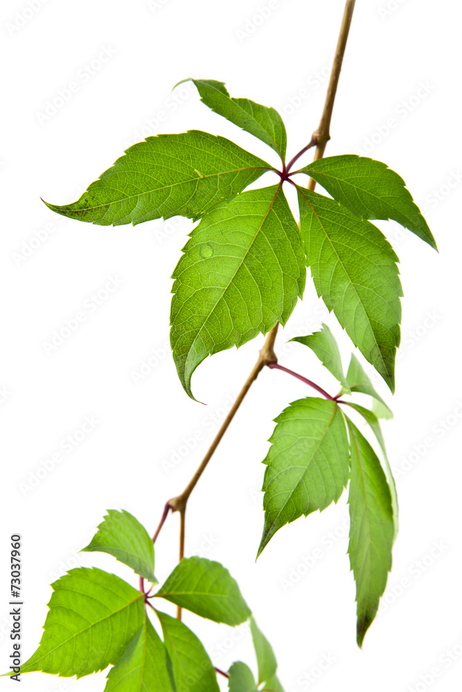 Fototapeta premium leaves of vine