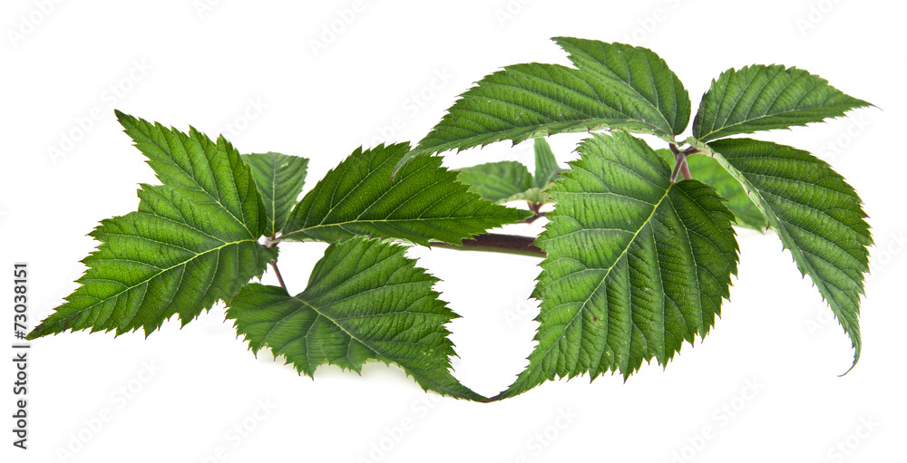 leaves leaves