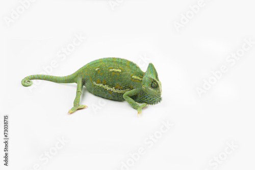 A little chameleon in a studio  isolated on white 