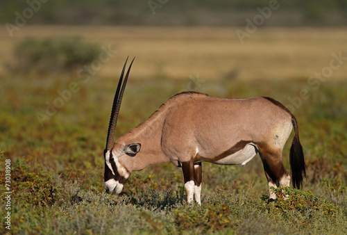 Fototapeta Naklejka Na Ścianę i Meble -  Gemsbok grazing on shrubs;oryx gazella