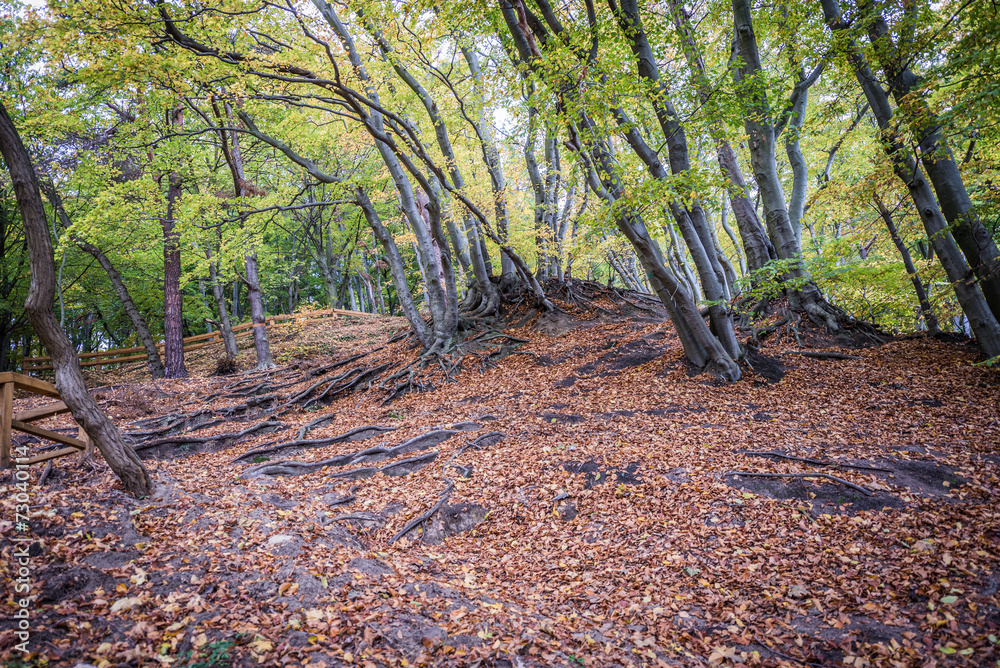 Fototapeta premium Kepa Redlowska cliff-like Baltic Sea coastline in Gdynia, Poland