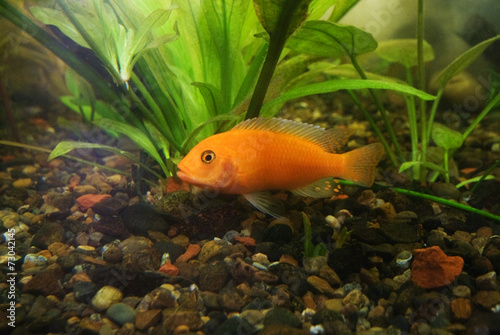 Tropical fish Pseudotrofeus zebra