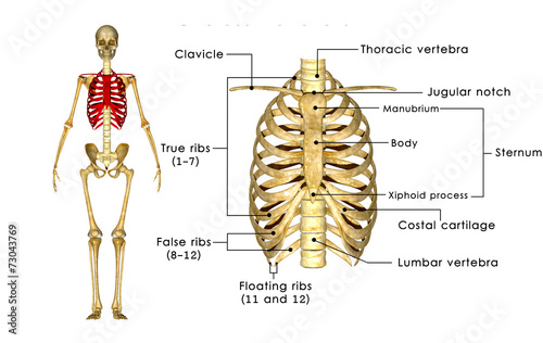 Skeleton of thorax
