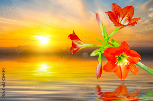 Amaryllis