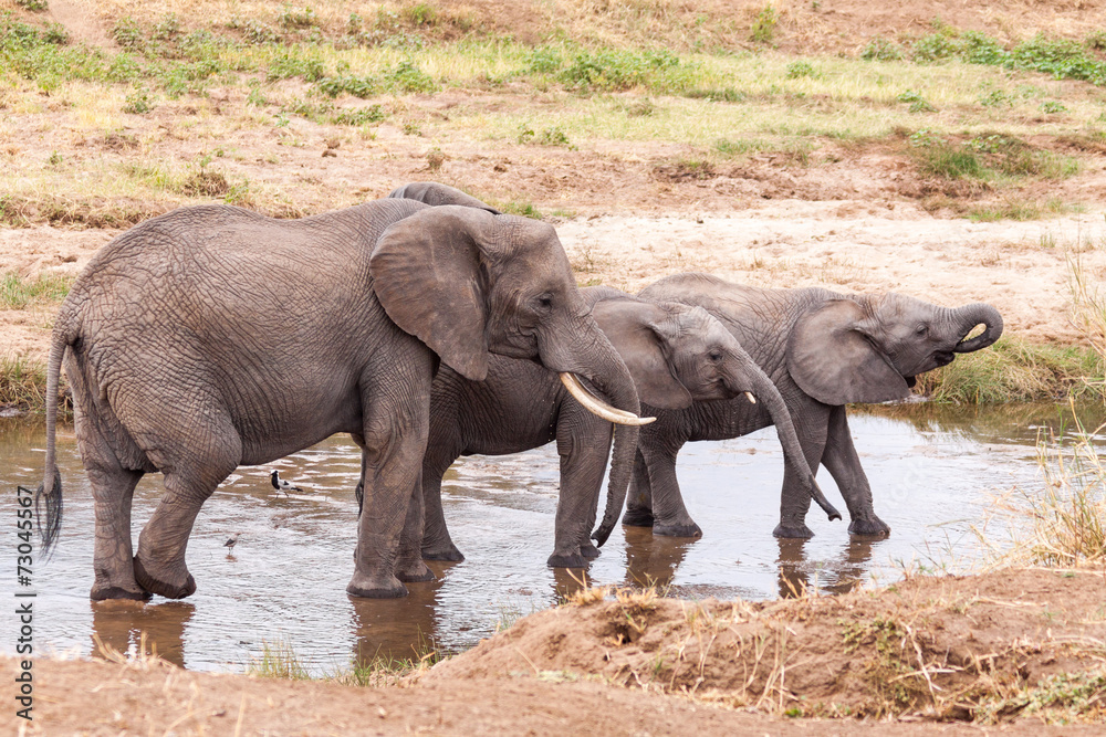 Fototapeta premium Elephants in the Tarangire River