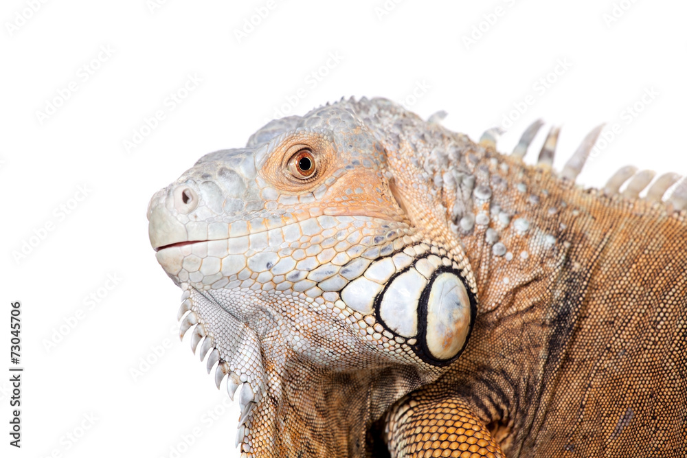 Green Iguana on white Green Iguana on white