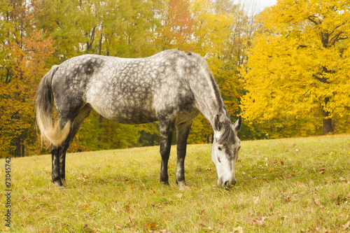 grazing horse on a glade