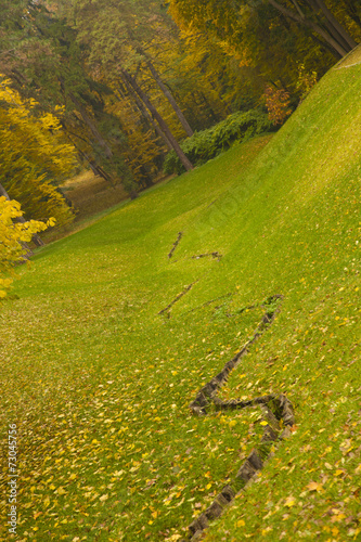 Green glade in autumn forest