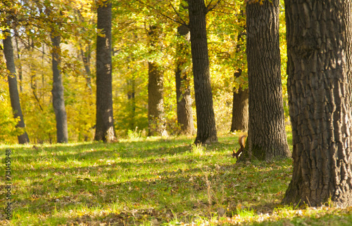 Squirrel a park