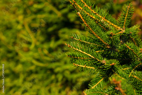 fir tree branches background for Christmas