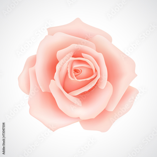 Pink rose